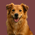 Generated dog image