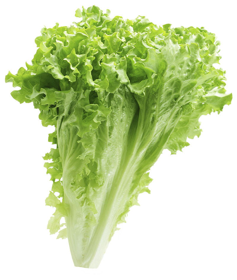 Lettuce 2